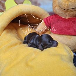 Boogie - Chocolate and cream female Dachshund puppy in Martin City, Montana from FleuryDachs