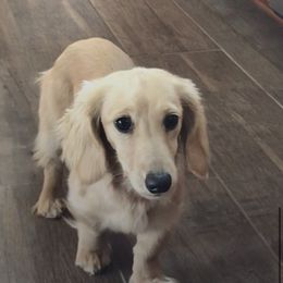 Hazel - Dachshund