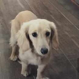 Hazel - Dachshund