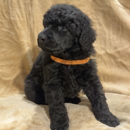 “Biscuit” Orange Collar Boy - Poodle puppy from Champagne Poodles