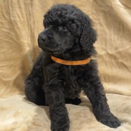 “Biscuit” Orange Collar Boy - Poodle puppy from Champagne Poodles