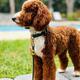 Rollo