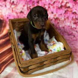 Queen - Red and rust female Doberman Pinscher puppy in Aplington, Iowa from Royal Dynasty Dobermann Kennel