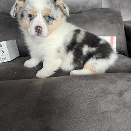 Daisy - Blue merle and white female American Corgi puppy in Stuart, Iowa from Johnson Family Paws