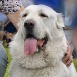 Central Asian Shepherd Dogs and French Bulldogs from Homant's Dogs