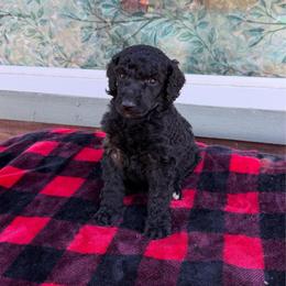 Leo - Black male Poodle puppy in Roseville, California from Aura & Luxe Poodles