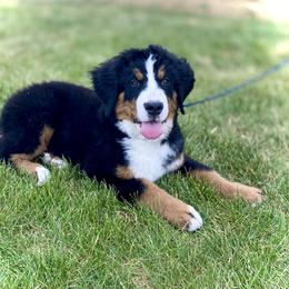 Girl 3 - female Bernese Mountain Dog puppy in Weston, Idaho from Blue Peak Berners