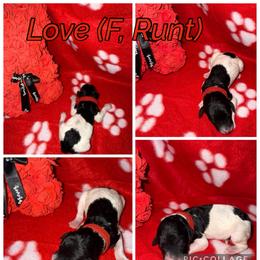 Love - Parti female Poodle puppy in League City, Texas from Chauffeured Poodles