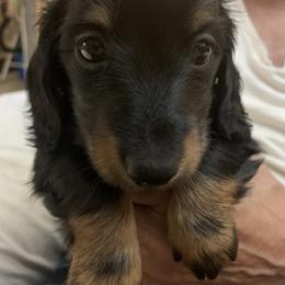 Dachshund and Italian Greyhound Puppies from Desert Rose