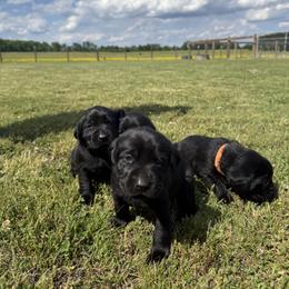 Labrador Retriever Puppies from Sleepy Hound Farm