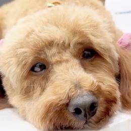 Lauren - Poodle