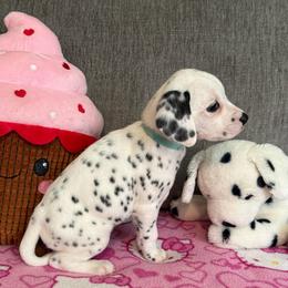 Sky show potential - White and black female Dalmatian puppy in Newfoundland, Pennsylvania from Poconopaws