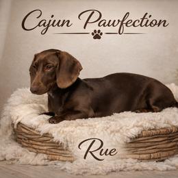 Rue - Dachshund