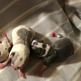 Chihuahua Puppies from Chilove Chihuahuas