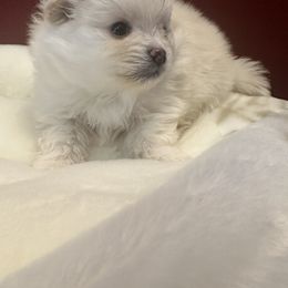 Pomeranian Puppies from Oh So Sassy Poms