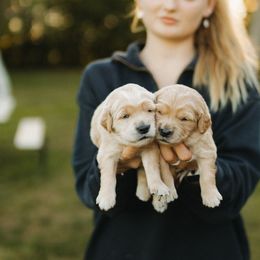Goldendoodle and Golden Retriever Puppies from Front Porch Goldens