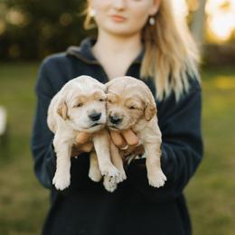 Goldendoodle and Golden Retriever Puppies from Front Porch Goldens