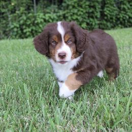 Miniature American Shepherd Puppies from LF Ranch