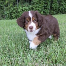 Miniature American Shepherd Puppies from LF Ranch