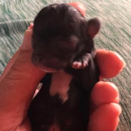 Black-White Chest Boy - Black and white male Chihuahua puppy in Amelia, Virginia from Pannell’s Precious Pups
