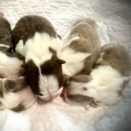 Boston Terrier and Chihuahua Puppies from Itty Bitty Boston & Chi Co
