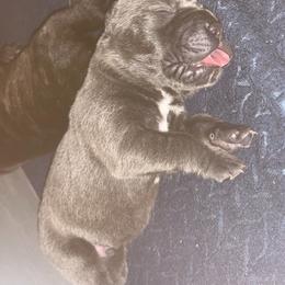 Boy 4 - Gray male Cane Corso puppy in Douglasville, Georgia from Palazzo Cane Corso