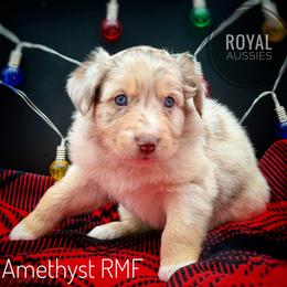 Amethyst - Red merle female Australian Shepherd puppy in Petersburg, Indiana from Royal Aussie’s