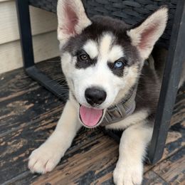 Jasper - Black and white male Siberian Husky puppy in Kennesaw, Georgia from King Husky Puppies