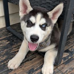 Jasper - Black and white male Siberian Husky puppy in Kennesaw, Georgia from King Husky Puppies