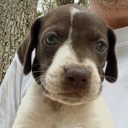 Female 1 - Liver roan female German Shorthaired Pointer puppy in Weeki Wachee, Florida from River Ridge GSP