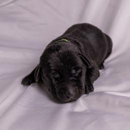 Dark Green Collar - Black male Labrador Retriever puppy in Lebanon, Oregon from Table Rock Retrievers