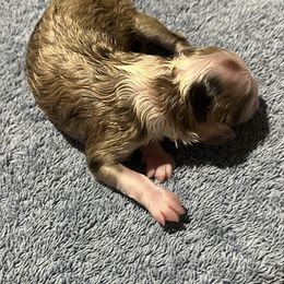 Aussiedoodle Puppies from Creek Bend Farm