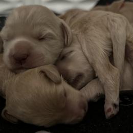 Australian Cobberdog Puppies from Mud Pies Australian Cobberdogs