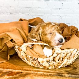 Bernedoodle and Goldendoodle Puppies from Larsen Litters