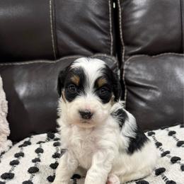 Fancy - Black tri-color female Aussiedoodle puppy in Heber City, Utah from Junipersdoodles