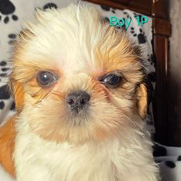 Boy 1 p - Gold and white male Shih Tzu puppy in Buxton, Maine from Shih Tzu Junction
