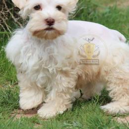 Lady - Miniature Schnauzer