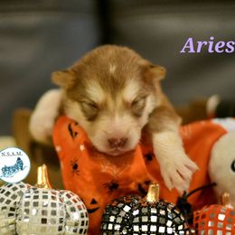 Aries - Red and white female Alaskan Malamute puppy in Kingston, Tennessee from North Shore Alaskan Malamutes