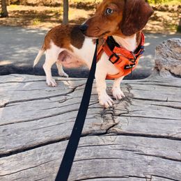 Dachshund All Grown Up from Sweet Honey Mini Dachshunds