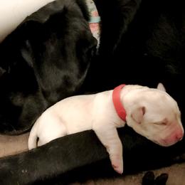 Labrador Retriever Puppies from Kingridge Kennels
