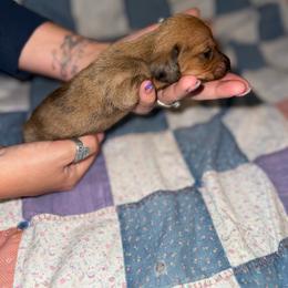 Lizzy - Dapple female Dachshund puppy in West Cleo, Oklahoma from 4L Doxies