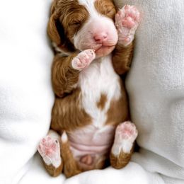 Goldendoodle Puppies from Meadowlark Park