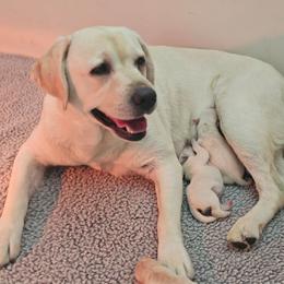 Final pup in a litter of 4 - Yellow male Labrador Retriever puppy in Eugene, Oregon from Humphrey Retrievers