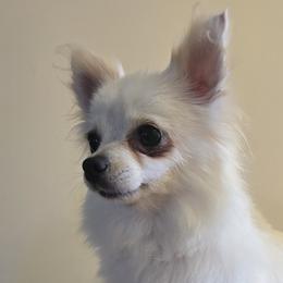 Chihuahuas, Companion Crosses, and Pomeranians from Abby's Pampered Pooches
