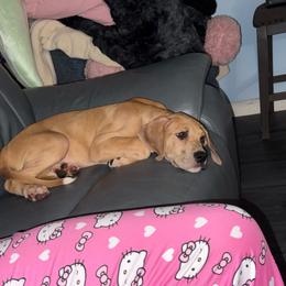 Yellow collar - Merle female Great Dane puppy in Loris, South Carolina from Days Danes