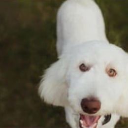 Goldendoodle, Labradoodle, Poodle, and Saint Berdoodle Puppies from Dent’s Doodles