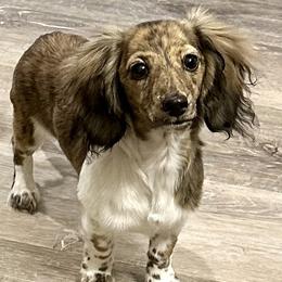 Jersey - Dachshund