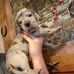 Lacy Blue - Blue female Great Dane puppy in Tyler, Texas from Blessed By Danes