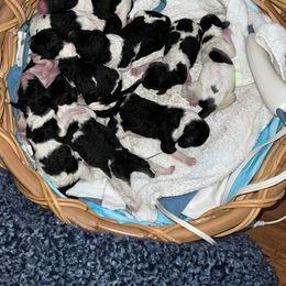 Goldendoodle and Poodle Puppies from Elizabeth Rocha's Doodles