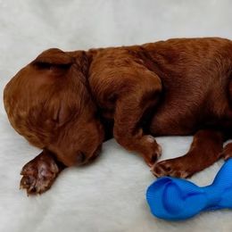 Girl 1 - Red  female Poodle puppy in Fairburn, Georgia from The Real Dog Breeders of Atlanta (peachy poodles)